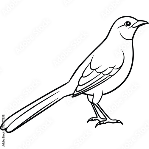 beautiful mocking bird  