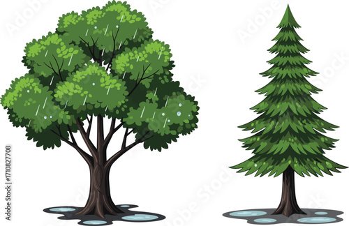 Deciduous tree, coniferous tree, rainy weather, forest illustration, green foliage, nature contrast, seasonal change, water puddles, ecosystem concept, botanical art