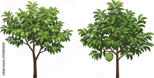 Fruit-bearing trees, green fruits, botanical illustration, nature design, tree comparison, garden scene, vibrant foliage, plant diversity, orchard concept, landscape art