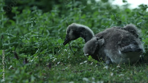 Une jeune Oie grise se nourrit d’herbe fraîche.