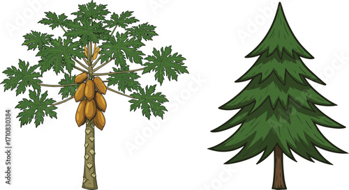 Papaya tree, pine tree, tropical and coniferous trees, foliage contrast, botanical illustration, nature design, tree comparison, vibrant greenery, garden scene, landscape art
