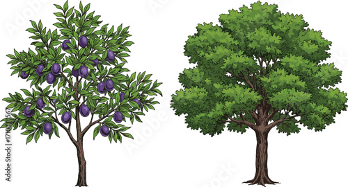 Plum fruit tree, ornamental shade tree, foliage contrast, botanical illustration, nature design, tree comparison, vibrant greenery, garden scene, plant diversity, landscape art