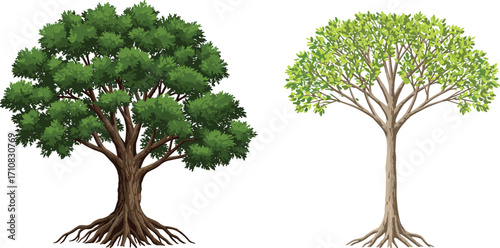 Realistic trees with green leaves, detailed forest trees, nature illustration, botanical drawing, isolated foliage, summer trees design