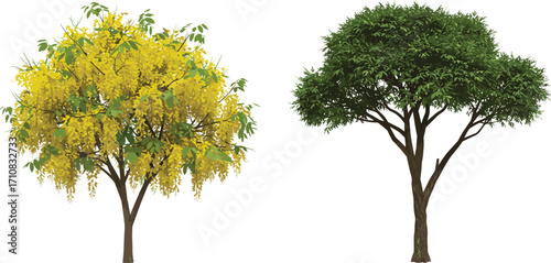 Yellow flowering tree, ornamental foliage, green canopy tree, landscape contrast, botanical illustration, nature design, summer bloom, garden scene, tree comparison, vibrant flora