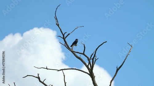 La Corneille attend sur une branche.