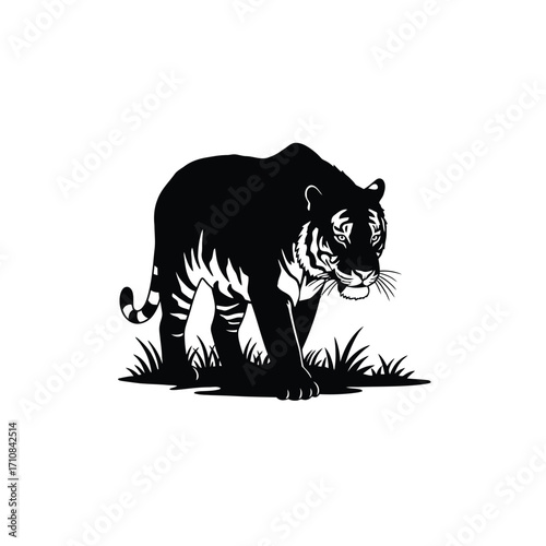 A striking black tiger prowls through tall grass a beautiful silhouette
