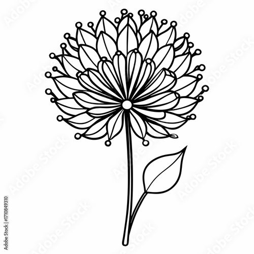 Allium flower outline vector on white background