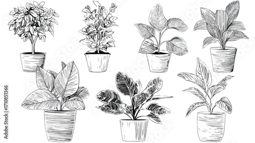 Monochrome Sketch of Various Potted Plants for Interior Design Inspiration
