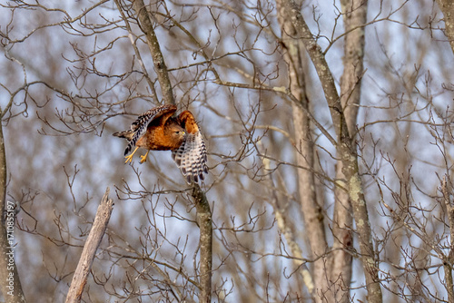 Red Shouldered hawk raptor lifting off from a tree branch