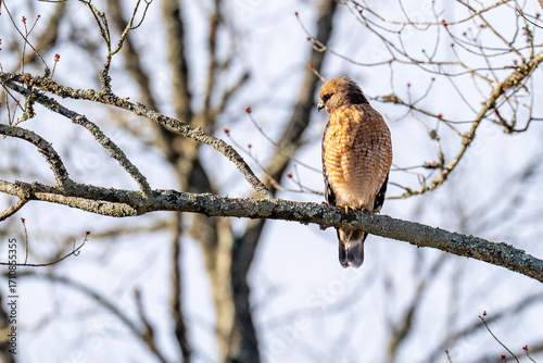 Red Shouldered hawk raptor perched on a tree branch
