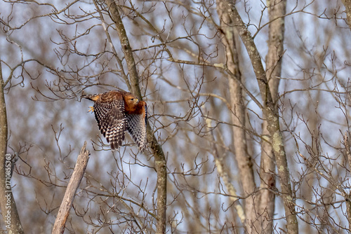 Red Shouldered hawk raptor lifting off from a tree branch