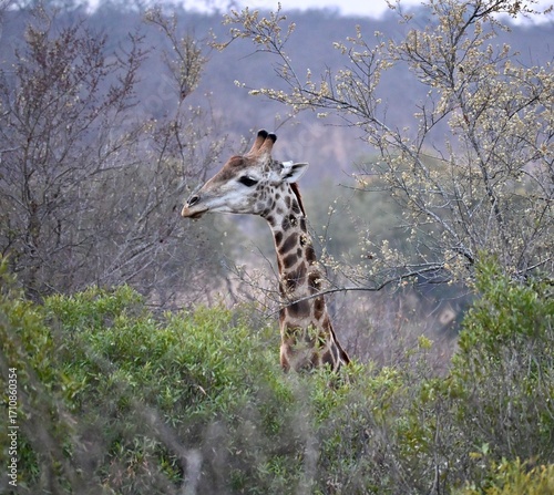 Canvas Print giraffe eating grass