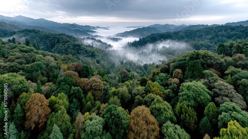 Dense trees rise majestically as fog envelops the landscape, creating a serene and mystical atmosphere in the forest