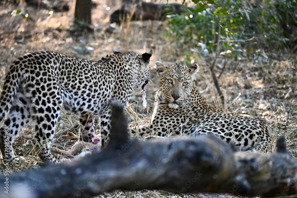 Fototapeta premium close up of leopard