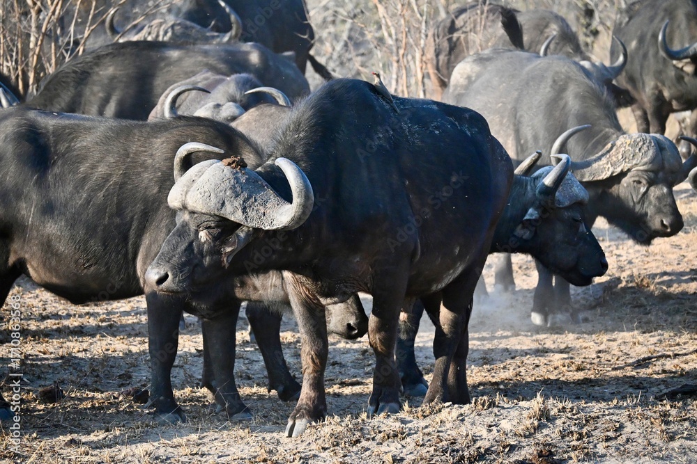 Fototapeta premium cape buffalo in africa