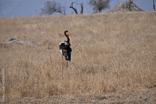 saddle-billed stork in the field