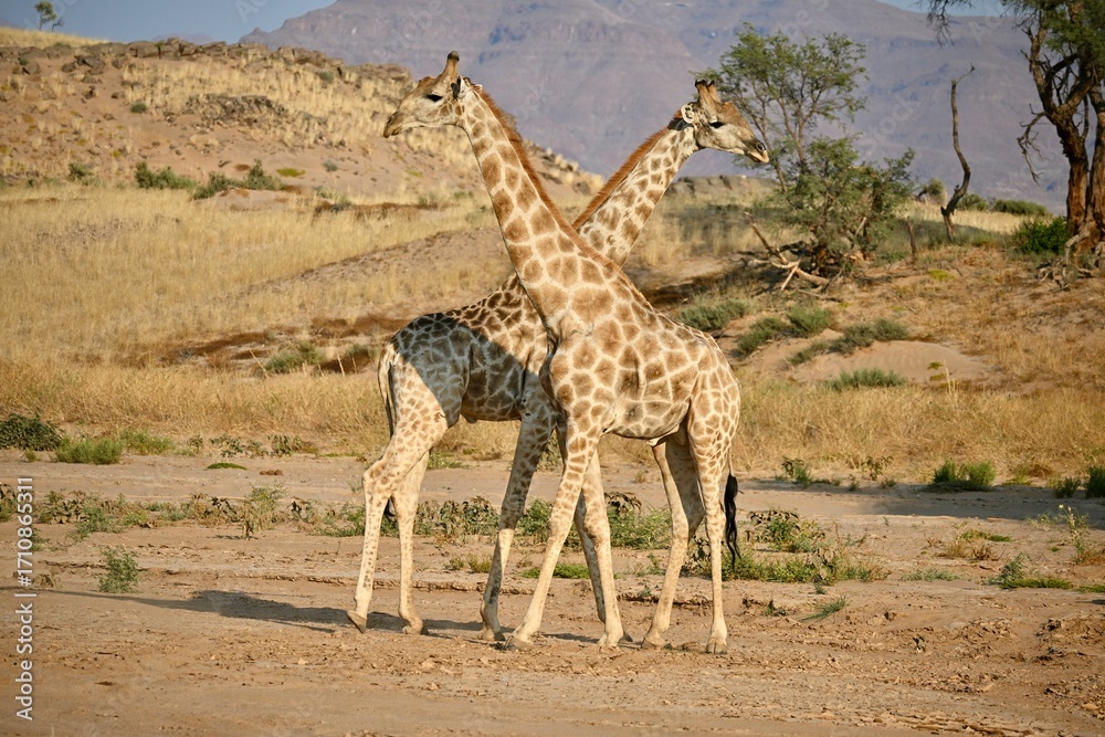 Obraz premium giraffe in the wild