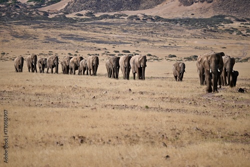elephants in the wild