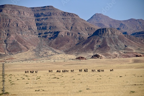elephants in the wild