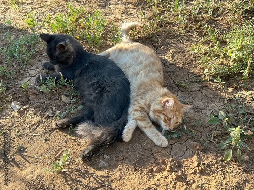 Canvas Print two cats are lying down on the ground outside in a garden.
