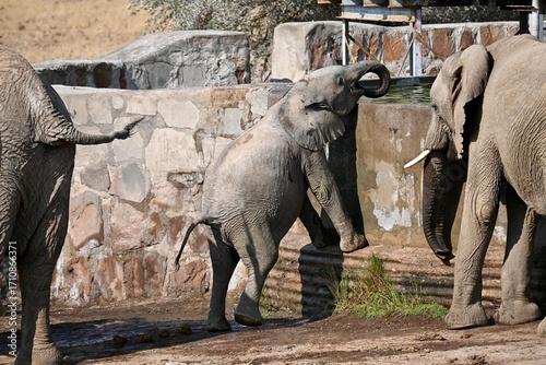 elephant drinking