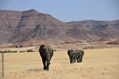 elephant in the wild