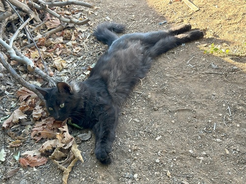 Photography A black cat is lying down on the ground outside in autumn