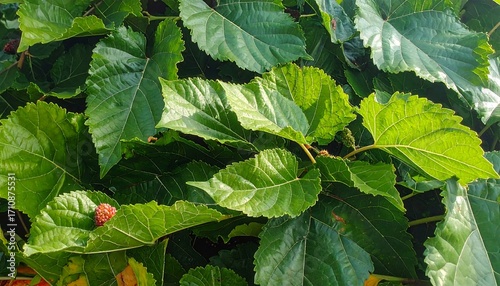 Close-up view of vibrant green mulberry leaves, showcasing intricate leaf details and tiny red berries nestled among the foliage.