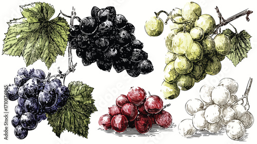 Vibrant Grape Berries and Leaves: Fresh Bunches of Black Grapes Photo