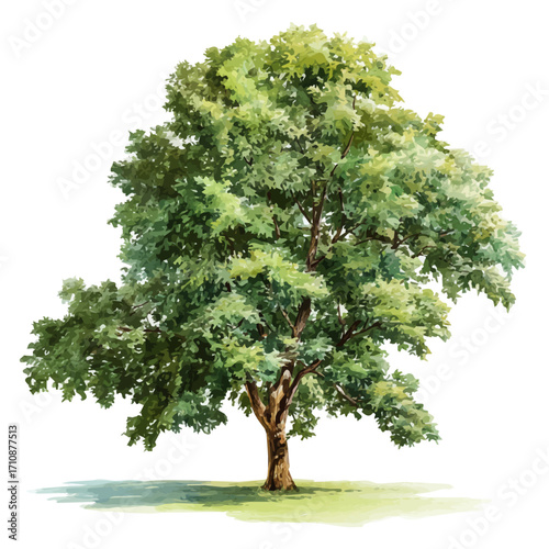 Hickory Tree, watercolor painting, vector illustration, isolated on a white background.