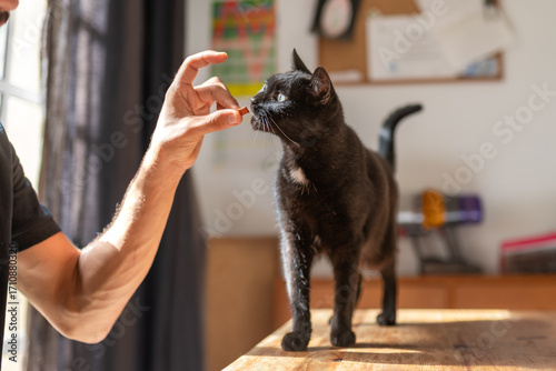 a human hand feeds a snack to a black cat by the window