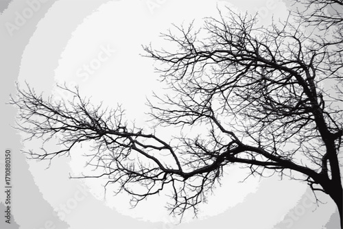 Bare tree silhouette against a white winter sky, a stark illustration of nature's stark beauty