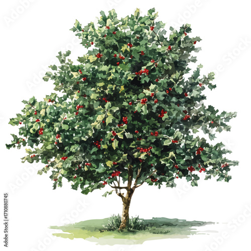Holly Tree in watercolor style, vector illustration, isolated on white background.