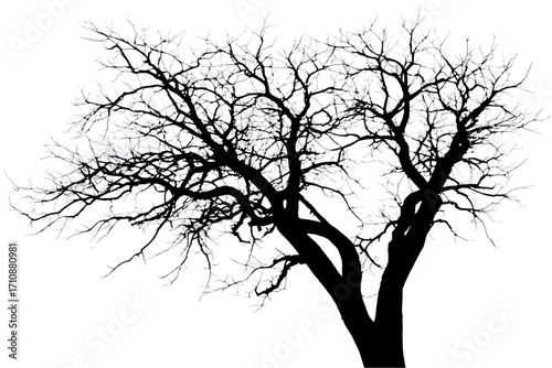 A simple vector illustration of a bare tree silhouette against a sky, ideal for nature-themed designs
