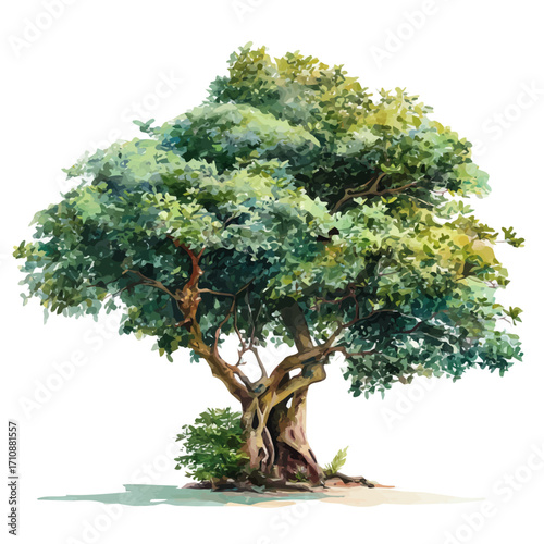 Ficus Tree in watercolor style, vector illustration, isolated on white background.