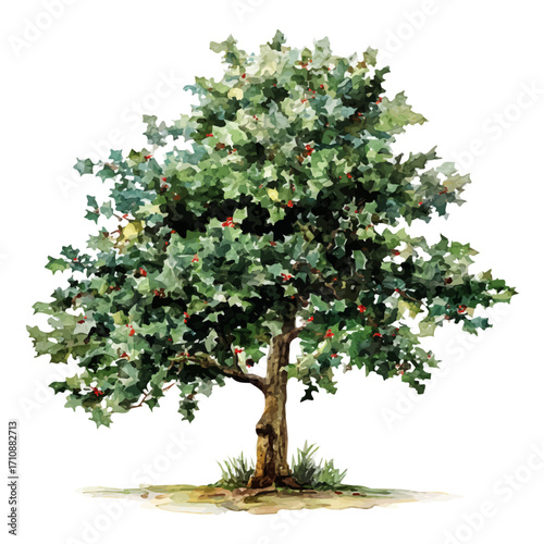 A watercolor painting of Holly Tree, vector illustration on white background.
