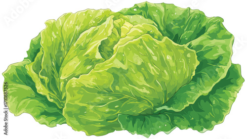 Fresh Lettuce Vegetable for Delicious Cooking Meals