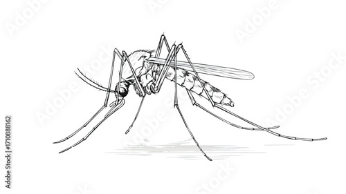 Detailed Line Art Vector of Mosquito Side View for Illustrations and Education