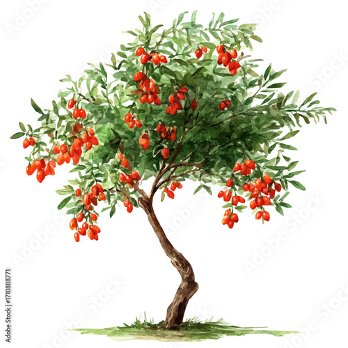 Goji Berry Tree in watercolor style, vector illustration, isolated on white background.