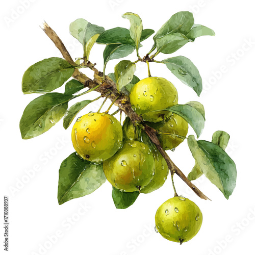 Jujube Tree in watercolor style, vector illustration, isolated on white background.
