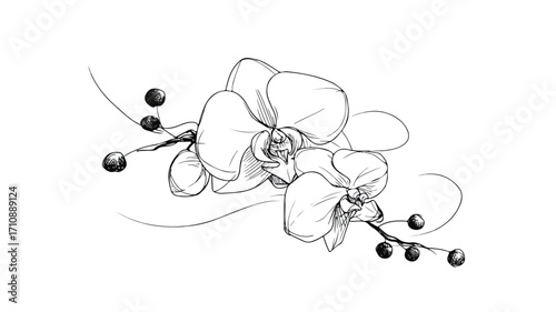 Elegant Luxury Orchid Groom Boutonniere Outline Illustration