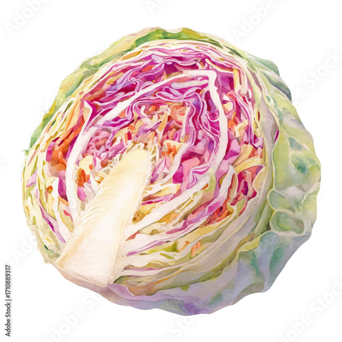 Coleslaw, watercolor painting, vector illustration, isolated on a white background.