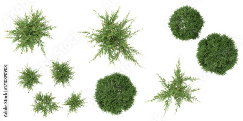 Collection of baeckea plants isolated on white background from the top view