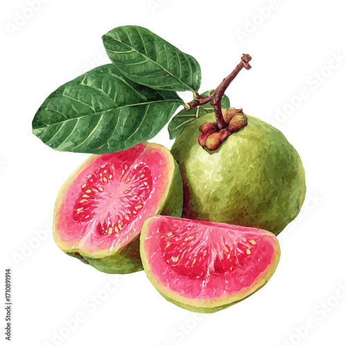 A watercolor painting of Guava, vector illustration on white background.
