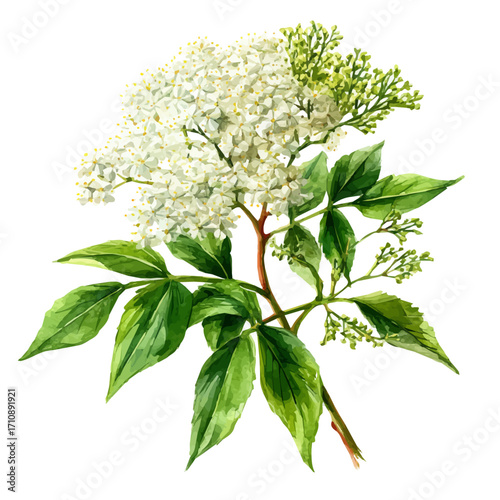 Elder Flower in watercolor style, vector illustration, isolated on white background.