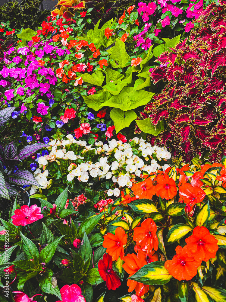 Obraz premium A vibrant mix of blooming flowers in a garden bed, including orange, pink, red, purple, and white blossoms surrounded by bright green foliage.