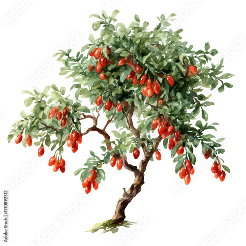 Goji Berry Tree, watercolor painting, vector illustration, isolated on a white background.