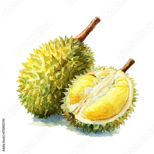A watercolor painting of Durian, vector illustration on white background.