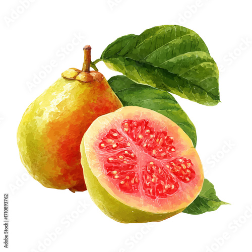 Guava in watercolor style, vector illustration, isolated on white background.