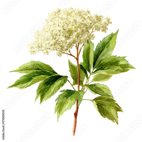 Watercolor vector illustration of Elder Flower, isolated on white background.